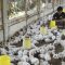 Ini Sumber Masalah Penyebab Peternak Ayam Bangkrut, Harga Gula Tak Stabil