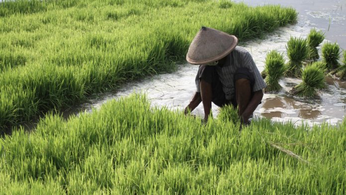 Ilustrasi petani sedang menanam padi. Foto: ANTARA