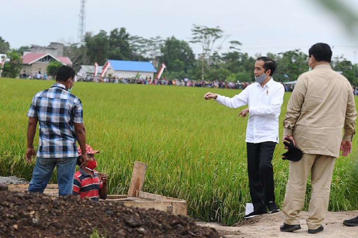 Hari ini, Jokowi Dijadwalkan Tinjau Food Estate di Kalimantan Tengah