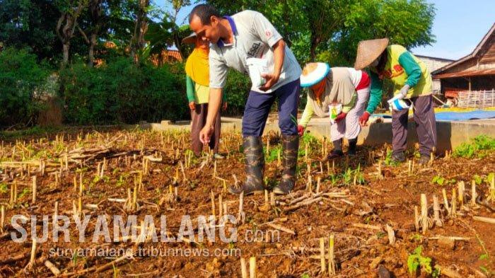 Kacang Tidak Lupa Kulitnya, Meskipun Dapat Uang Miliaran, Warga Desa Milyalder Tetap Bertani