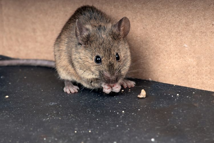 Ternyata Oh Ternyata Tikus Bukanlah Hewan Pemakan Semua Makanan Lo