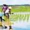 Akhir-akhir ini ramai terjadi polemik impor beras sebanyak 1 juta ton mengalami banyak penolakan di masyarakat. Kementerian Pertanian yang mengurus bagian hulu