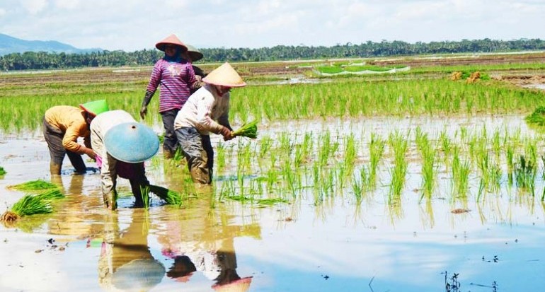 Akhir-akhir ini ramai terjadi polemik impor beras sebanyak 1 juta ton mengalami banyak penolakan di masyarakat. Kementerian Pertanian yang mengurus bagian hulu
