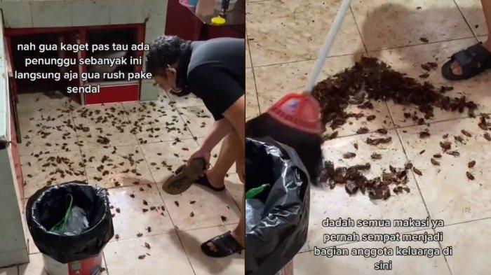 Viral, Semprot Cairan Pembasmi Serangga, Malah Katahuan Kalau Dapur Ini Jadi Sarang Ribuan Kecoak