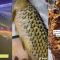 Buat Warganet Kaget, Wanita Hamburkan Uang dengan Masak Ikan Arwana Besar