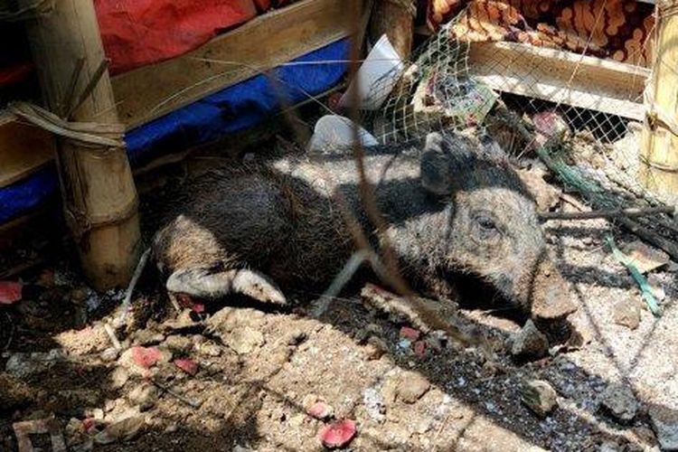 Polisi Beberkan Fakta Soal Babi Ngepet di Depok
