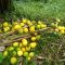 Dihajar Impor, Jeruk Petani Lembang Dibiarkan Membusuk di Kebun