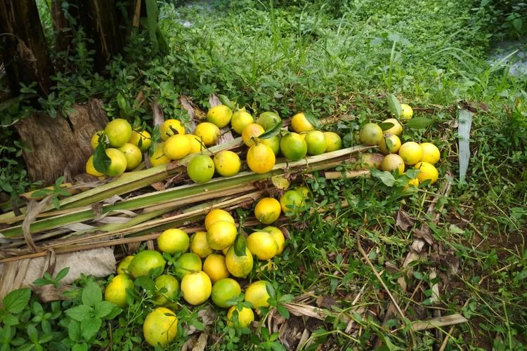 Dihajar Impor, Jeruk Petani Lembang Dibiarkan Membusuk di Kebun