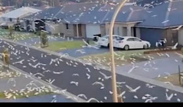 Ribuan Burung Kakatua Datangi Kota, Warga Sekitar Dibuat Ketakutan