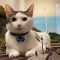 Berkah Foto Kucing yang Viral, Restoran di Jepang Tidak Jadi Tutup Permanen