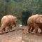 Ya Allah, Kasian Gajah Dipaksa Tarik Kayu Besar di Hutan