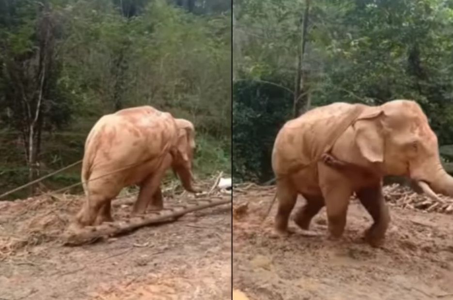 Ya Allah, Kasian Gajah Dipaksa Tarik Kayu Besar di Hutan