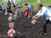 Tanam Jagung di Sorong, Jokowi Jadi 'Motor' Penggerak Pertanian