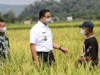 Mantan Gubernur DKI Jakarta Anies Baswedan Panen Raya di Sumedang, Jawa Barat.