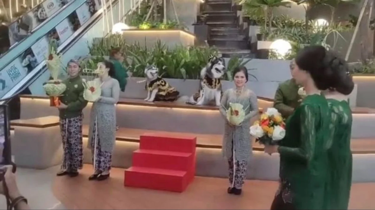 Pernikahan Anjing dengan Adat Jawa